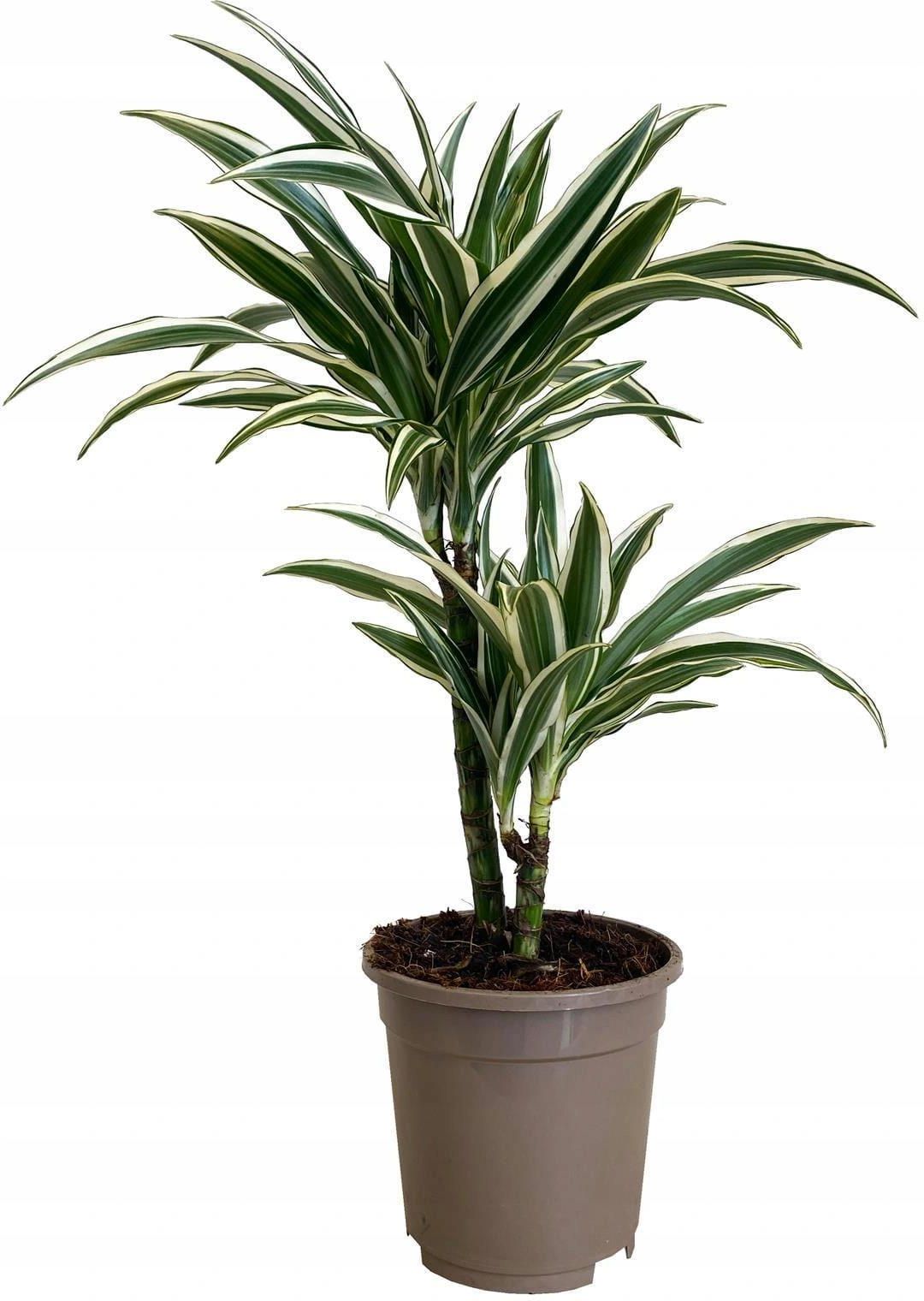 Dracena wonna (Dracaena fragrans 'White Stripe') - Ceny i opinie - Ceneo.pl