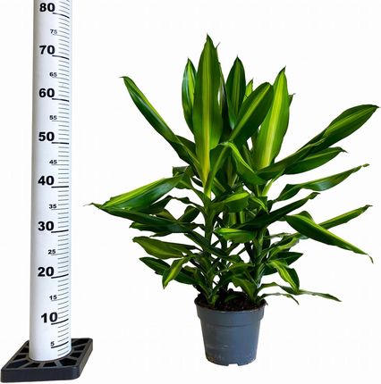 fensterblatt monstera Fensterblatt(monstera)