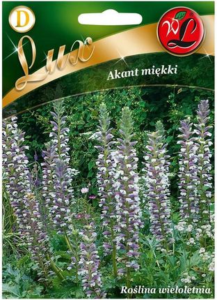 Akant miękki (Acanthus mollis) - wygląd, wymagania, warunki, odmiany ...