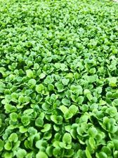 Zdjęcie Rukiew Wodna 50G - Wiązów