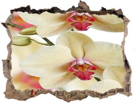 Wallmuralia.Pl Fototapeta naklejka na ścianę Orchidea (NDK102443917)