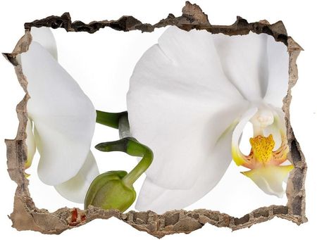 Wallmuralia.Pl Samoprzylepna naklejka fototapeta Orchidea (NDK103920801)