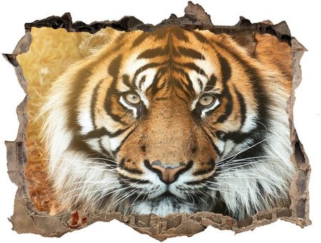 Wallmuralia.Pl Dziura 3d fototapeta na ścianę Tygrys bengalski (NDK116603957)