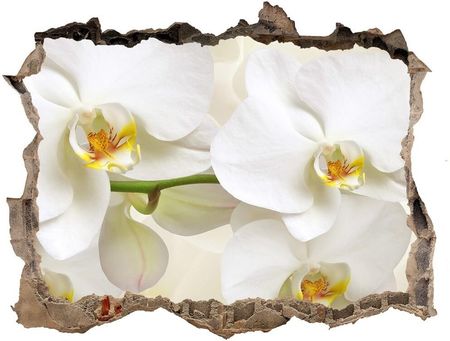 Wallmuralia.Pl Samoprzylepna naklejka fototapeta Orchidea (NDK123330197)