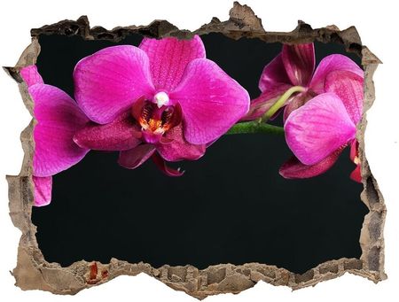 Wallmuralia Samoprzylepna Dziura Naklejka Orchidea 95X64Cm Nd-K-64284743