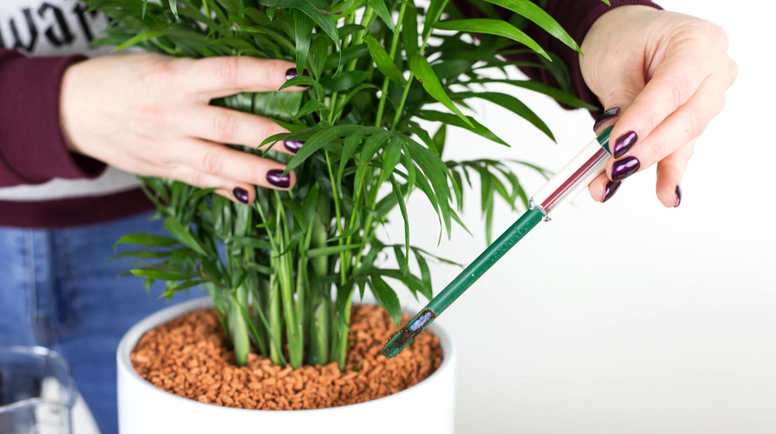 Vidaxl Wskaźnik Wilgotności Podłoża Seramis 16Cm Sztuki ceny i