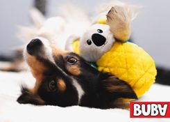 Zdjęcie Buba Koala Pluszowy Śpioch 23Cm - Małomice