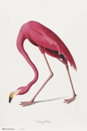 GRUPOERIK AMERICAN FLAMINGO PLAKAT