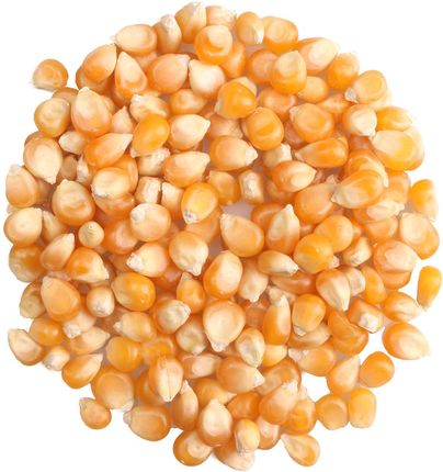 Planteon Kukurydza Popcorn 100G - zdjęcie 3