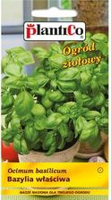 Zdjęcie Bazylia Właściwa - Pruszcz Gdański