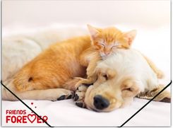 Zdjęcie Teczka Na Gumkę A4 Pp Z Nadrukiem Friends - Rawicz
