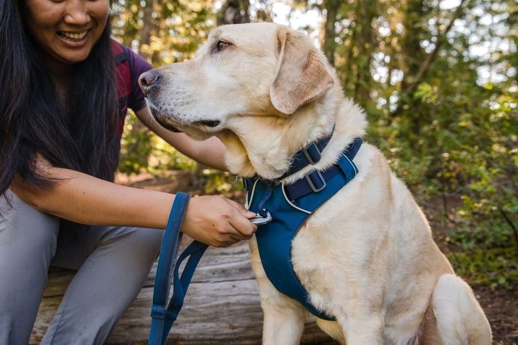 Ruffwear Front Range Szelki Dla Psa Blue Moon L Xl Ceny i opinie