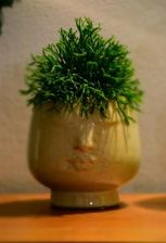 Zdjęcie Hatiora Bambusoides Patyczak P5 8cm - Pruchnik