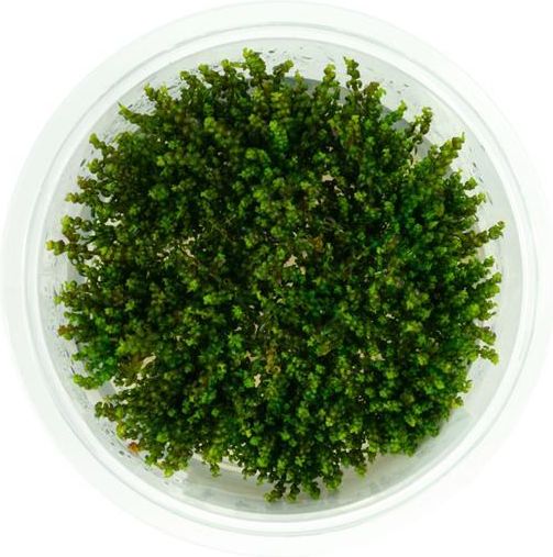 Labolatorium In-Vitro Rotala Sp Pearl Mini Perłowa Kubek 10Cm - Ceny i ...