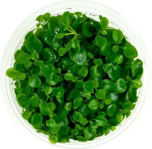 Labolatorium In-Vitro Lobelia Cardinalis Sp Mini In Vitro Kubek 10Cm ...