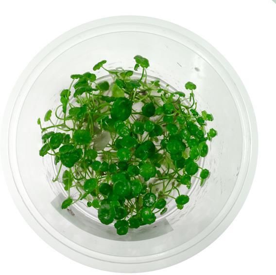 Labolatorium In-Vitro Hydrocotyle Verticillata In Vitro Kubek 10Cm ...