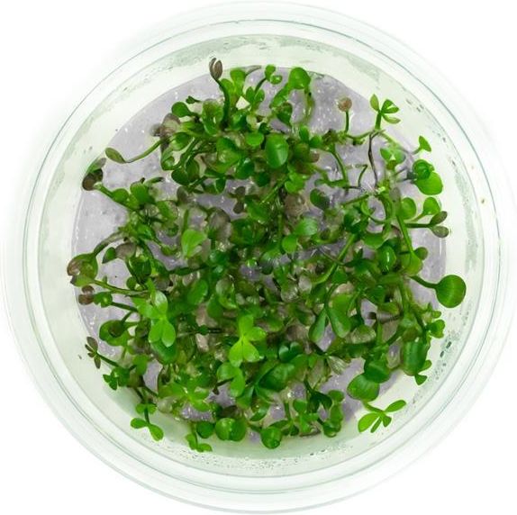 Labolatorium In-Vitro Marsilea Crenata In Vitro Kubek 10Cm - Ceny i ...