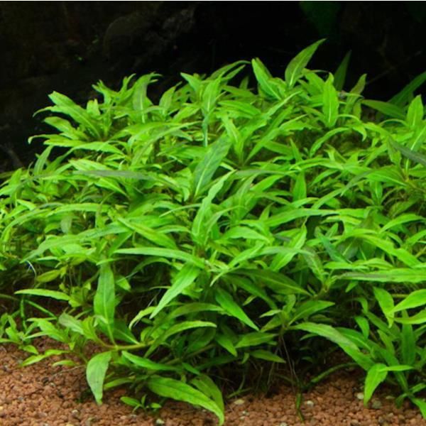 Labolatorium In-Vitro Staurogyne Porto Vehlo In Vitro Porcja - Ceny i ...