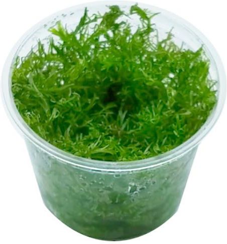 Labolatorium In-Vitro Rotala Macrandra Bangladesh In Vitro Kubek 5Cm ...