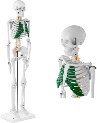 Physa Model Anatomiczny Szkieletu Człowieka 85Cm