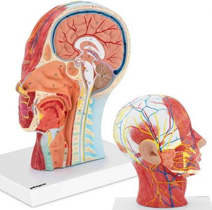 Physa Model Anatomiczny 3D Głowy I Szyi Człowieka Skala 1:1