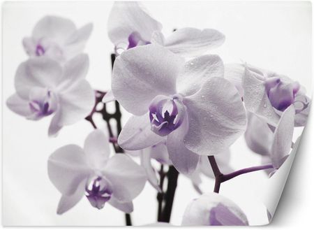 Carogroup Fototapeta Kwitnąca Orchidea (3958F) 350X245 (TAP7TYKTF00042350X245)