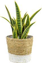 Zdjęcie Kosz Wiklinowy Osłonka Moroccan Biały L 20cm - Chojnów