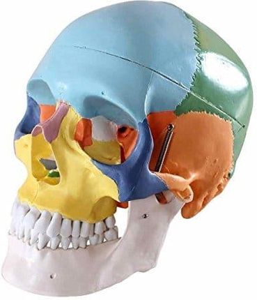 Erwei Model Czaszki Człowieka Dydaktyczna Kolorowa Do Lekcji Anatomii