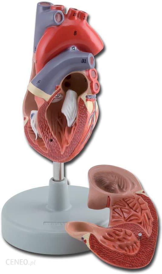 Gima Serce Człowieka Model Anatomiczny 2-Częściowy
