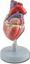 Gima Serce Człowieka Model Anatomiczny 2-Częściowy - Sprzęt ratunkowy i szkoleniowy