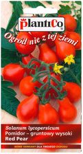 Zdjęcie Pomidor Red Pear - Łosice