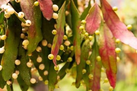 kirschlorbeer wie hoch wird er Portugiesischer Kirschlorbeer - Prunus lusitanica