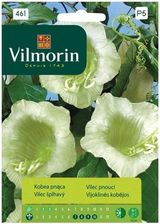 Zdjęcie Kobea Pnąca Vilmorin - Twardogóra