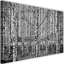 CARO OBRAZ NA PŁÓTNIE CANVAS FEEBY, CZARNO-BIAŁE BRZOZY, 120X80 CM