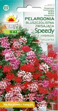 Zdjęcie Pelargonia Zwisająca Speedy Mix - Wrocław