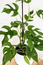 Zdjęcie Monstera Minima Bardzo Dziurawa 30cm P12 - Łańcut