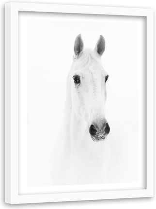 Feeby Obraz W Ramie Białej Siwy Koń 40X60Cm