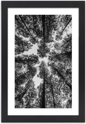 Feeby Obraz W Ramie Czarnej Czubki Drzew 40X60Cm