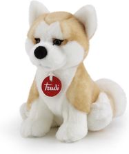 Zdjęcie Trudi Pies Akita Ascanio S - Wałbrzych