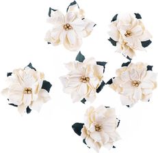 Zdjęcie Dpcraft Poinsecje Papierowe 5 Cm 6Szt Ecru - Żuromin