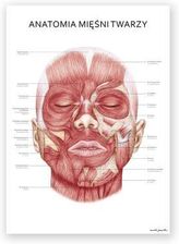 Zdjęcie Marta Pawelec Plakat Anatomiczny Mięśnie Twarzy - Kraków