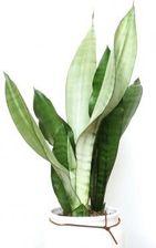 Zdjęcie Sansevieria Moonshine P9 27cm - Rzeszów