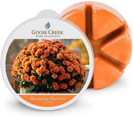 Goose Creek Wosk Blooming Harvest 59G 80966