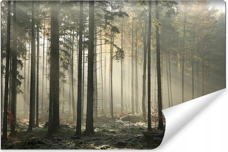 Zixonw Fototapeta Las Drzewa Mgła Przyroda Pejzaż 90x60