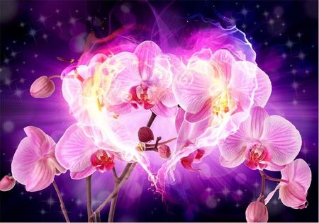 Deconest Fototapeta Orchidee W Płomieniach 100x70