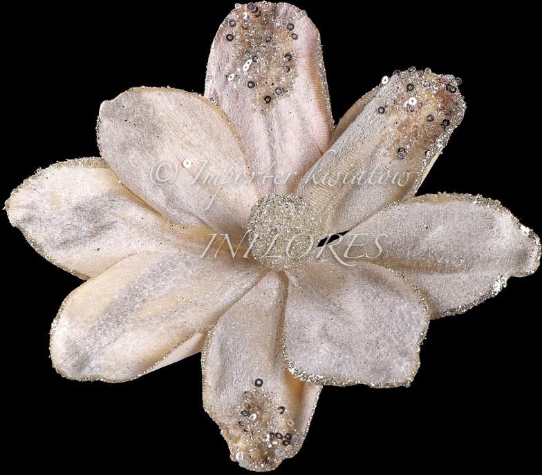 Magnolia pojedyncza brokat żabka TG151315