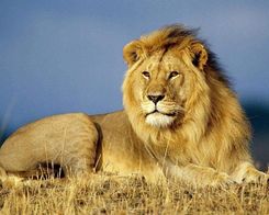 Zdjęcie Norimpex Haft Diamentowy Mozaika Wieczny Obraz Zestaw 5D - Puszczykowo