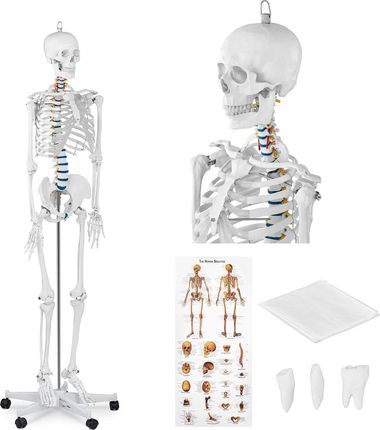 Physa Model Anatomiczny Szkieletu Człowieka 176 Cm + Plakat