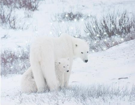 KMTP Obraz Płócienny LED 50x40 Niedźwiedzie Polarne W Zimowej Scenerii KANB000250N