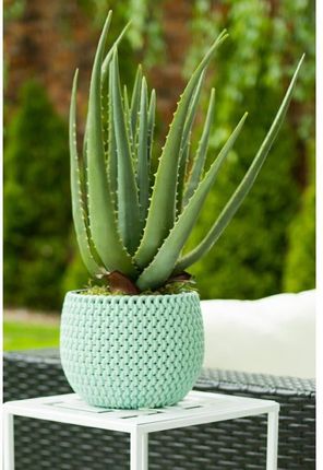 young living aloes Aloe Aftersun main image 0